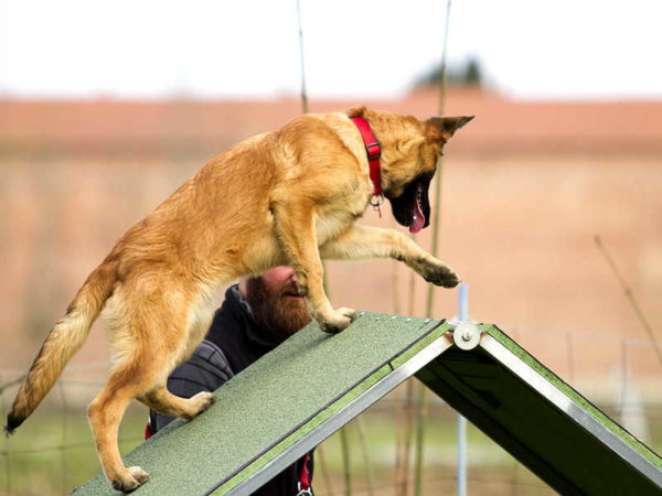 Esercizio di mobility cane che sale la rampa