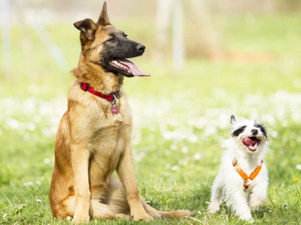 Cuccioli di malinois e parson stanchi dopo una corsa