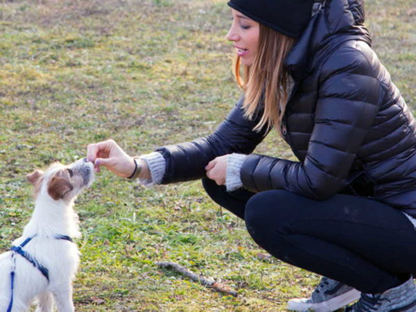 Ragazza che insegna il seduto al proprio cucciolo di jack parson